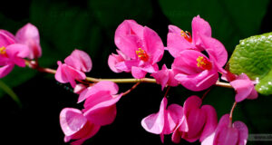 “พวงชมพู” สรรพคุณและประโยชน์ของต้นพวงชมพู 3 ข้อ !