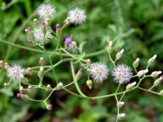 หญ้าเป็นยา “หญ้าดอกขาว”(ม่านพระอินทร์)