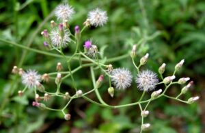 หญ้าเป็นยา “หญ้าดอกขาว”(ม่านพระอินทร์)