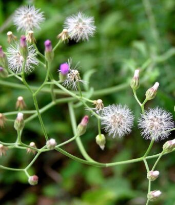 หญ้าเป็นยา “หญ้าดอกขาว”(ม่านพระอินทร์)