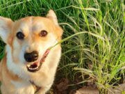 พืชผักสมุนไพร ยาธรรมชาติสำหรับสัตว์เลี้ยง