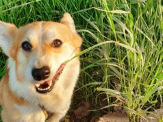 พืชผักสมุนไพร ยาธรรมชาติสำหรับสัตว์เลี้ยง