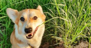 พืชผักสมุนไพร ยาธรรมชาติสำหรับสัตว์เลี้ยง