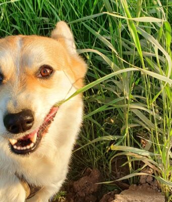 พืชผักสมุนไพร ยาธรรมชาติสำหรับสัตว์เลี้ยง