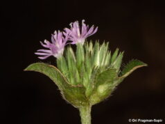 โด่ไม่รู้ล้ม ตำรับยาพื้นบ้าน