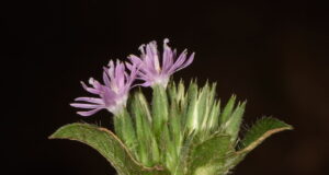 โด่ไม่รู้ล้ม ตำรับยาพื้นบ้าน