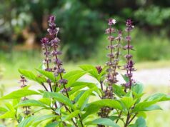 รวม 9 สรรพคุณของโหระพา สมุนไพรคู่คนไทย ลดป่วย ลดโรค