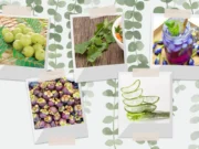 5 สมุนไพรดับกลิ่นตัวกลิ่นปาก สำหรับวัยรุ่นวัยทำงาน