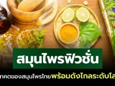 “สมุนไพรฟิวชั่น” อนาคตของสมุนไพรไทย ที่พร้อมดังไกลระดับโลก