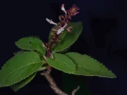 ค้นพบ “หูเสือใบขน” พรรณไม้หายากที่คาดว่าสูญพันธุ์ไปกว่า 130 ปี