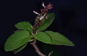 ค้นพบ “หูเสือใบขน” พรรณไม้หายากที่คาดว่าสูญพันธุ์ไปกว่า 130 ปี