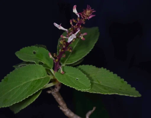 ค้นพบ “หูเสือใบขน” พรรณไม้หายากที่คาดว่าสูญพันธุ์ไปกว่า 130 ปี