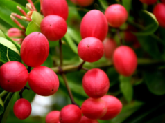 มะม่วงหาวมะนาวโห่ ประโยชน์ ผลข้างเคียง ข้อควรระวัง