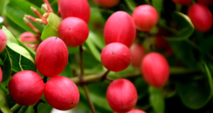 มะม่วงหาวมะนาวโห่ ประโยชน์ ผลข้างเคียง ข้อควรระวัง