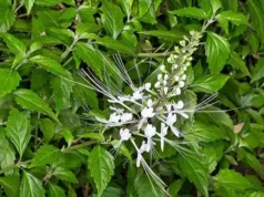 หญ้าหนวดแมว Orthosiphon aristatus