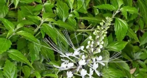 หญ้าหนวดแมว Orthosiphon aristatus