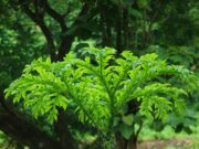 บุก ประโยชน์ดีๆ สรรพคุณเด่นๆ และข้อมูลงานวิจัย