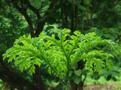 บุก ประโยชน์ดีๆ สรรพคุณเด่นๆ และข้อมูลงานวิจัย