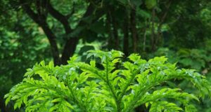 บุก ประโยชน์ดีๆ สรรพคุณเด่นๆ และข้อมูลงานวิจัย