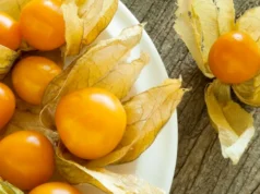 “เคพกูสเบอร์รี่” ผลไม้จากชาวดอย ต้านมะเร็ง-หลอดเลือดหัวใจตีบ