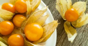 “เคพกูสเบอร์รี่” ผลไม้จากชาวดอย ต้านมะเร็ง-หลอดเลือดหัวใจตีบ