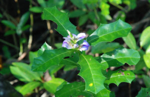 เหงือกปลาหมอ ประโยชน์ดีๆ สรรพคุณเด่นๆ และข้อมูลงานวิจัย