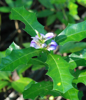 เหงือกปลาหมอ ประโยชน์ดีๆ สรรพคุณเด่นๆ และข้อมูลงานวิจัย