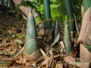 ผักบ้านๆ ของไทย “ซูเปอร์ฟู้ด” ที่ถูกมองข้าม! ช่วยลดน้ำตาล-ไขมัน