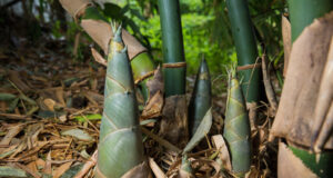 ผักบ้านๆ ของไทย “ซูเปอร์ฟู้ด” ที่ถูกมองข้าม! ช่วยลดน้ำตาล-ไขมัน