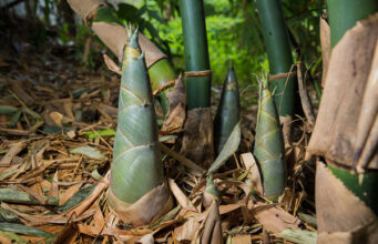 ผักบ้านๆ ของไทย “ซูเปอร์ฟู้ด” ที่ถูกมองข้าม! ช่วยลดน้ำตาล-ไขมัน