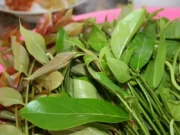 รู้จัก‘มันปู’ ผักพื้นบ้านคู่ครัว สมุนไพรหน้าบ้านที่มากกว่าความอร่อย.