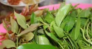 รู้จัก‘มันปู’ ผักพื้นบ้านคู่ครัว สมุนไพรหน้าบ้านที่มากกว่าความอร่อย.