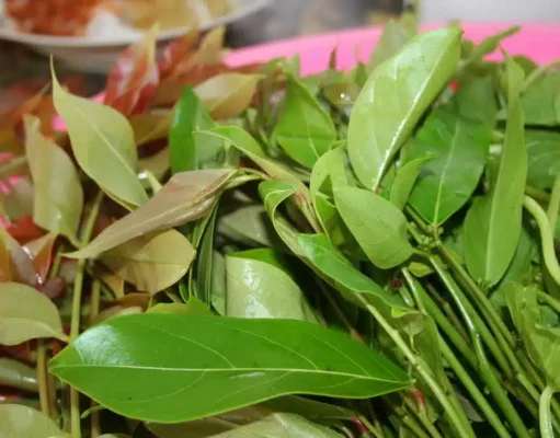 รู้จัก‘มันปู’ ผักพื้นบ้านคู่ครัว สมุนไพรหน้าบ้านที่มากกว่าความอร่อย.