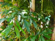 เต่าร้าง งานวิจัยและสรรพคุณ 18 ข้อ