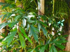 เต่าร้าง งานวิจัยและสรรพคุณ 18 ข้อ