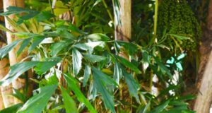 เต่าร้าง งานวิจัยและสรรพคุณ 18 ข้อ