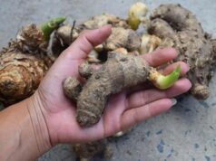 รู้จัก 5 สมุนไพรแก้มดลูกหย่อน รักษามดลูกต่ำด้วยวิธีธรรมชาติ