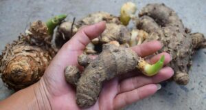 รู้จัก 5 สมุนไพรแก้มดลูกหย่อน รักษามดลูกต่ำด้วยวิธีธรรมชาติ