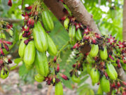 ตะลิงปลิง ประโยชน์ดีๆ สรรพคุณเด่นๆ และข้อมูลงานวิจัย