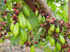 ตะลิงปลิง ประโยชน์ดีๆ สรรพคุณเด่นๆ และข้อมูลงานวิจัย