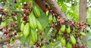 ตะลิงปลิง ประโยชน์ดีๆ สรรพคุณเด่นๆ และข้อมูลงานวิจัย