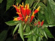 พญายอ (เสลดพังพอนตัวเมีย)พืชสมุนไพร แก้พิษแมลงสัตว์กัดต่อย