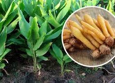 “กระชาย” สมุนไพรเพื่อสุขภาพ ปลูกเป็นรายได้เสริม โกย 2-3 แสน/ไร่