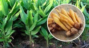 “กระชาย” สมุนไพรเพื่อสุขภาพ ปลูกเป็นรายได้เสริม โกย 2-3 แสน/ไร่