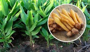 “กระชาย” สมุนไพรเพื่อสุขภาพ ปลูกเป็นรายได้เสริม โกย 2-3 แสน/ไร่