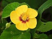 ครอบจักรวาล ประโยชน์ดีๆ สรรพคุณเด่นๆ และข้อมูลงานวิจัย