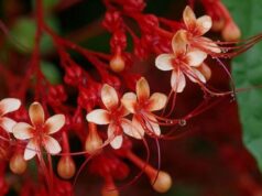 นมสวรรค์ สรรพคุณและประโยชน์ของนมสวรรค์ 31 ข้อ ! (พนมสวรรค์)