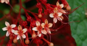 นมสวรรค์ สรรพคุณและประโยชน์ของนมสวรรค์ 31 ข้อ ! (พนมสวรรค์)