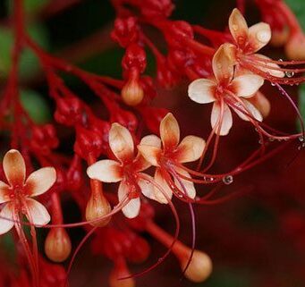 นมสวรรค์ สรรพคุณและประโยชน์ของนมสวรรค์ 31 ข้อ ! (พนมสวรรค์)