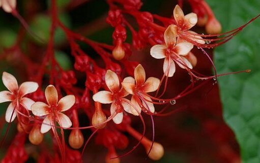 นมสวรรค์ สรรพคุณและประโยชน์ของนมสวรรค์ 31 ข้อ ! (พนมสวรรค์)